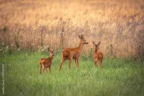 Fototapeta Naklejka Na Ścianę i Meble -  Sarny na łące rodzina 