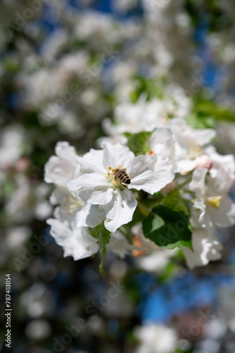 Biene auf einer Apfelblüte. Obstbaum im Frühling