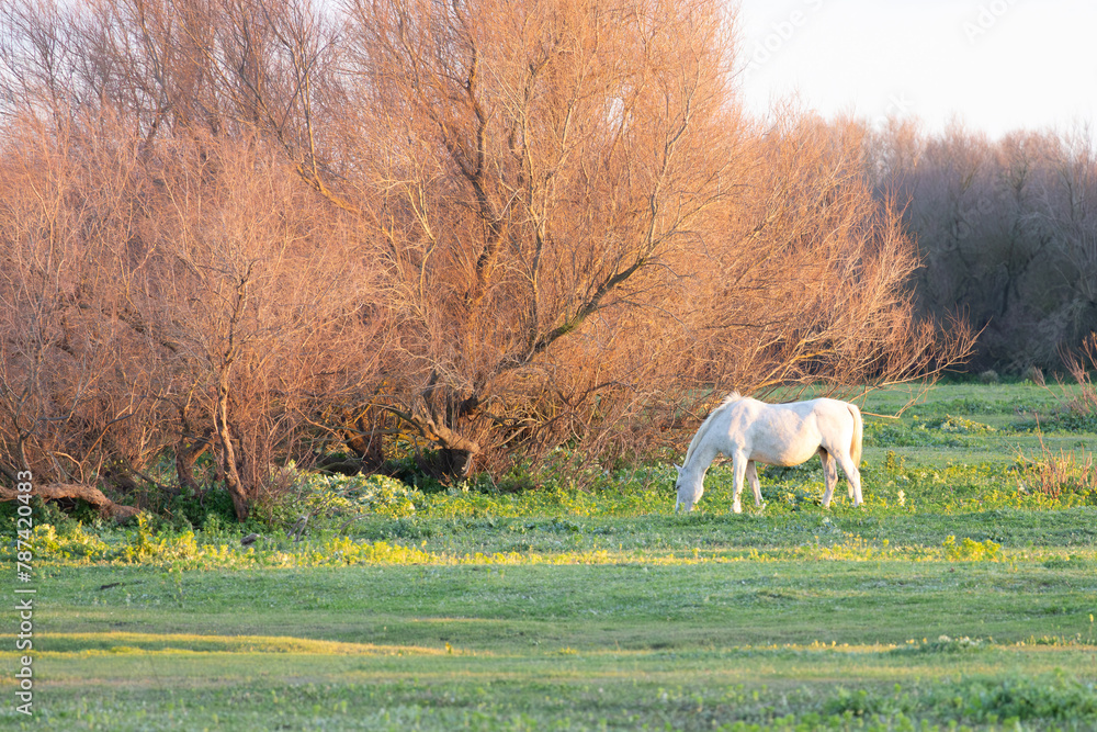 Caballo salvaje pastando en el Parque Nacional de Doñana Caballo salvaje pastando en el Parque Nacional de Doñana
