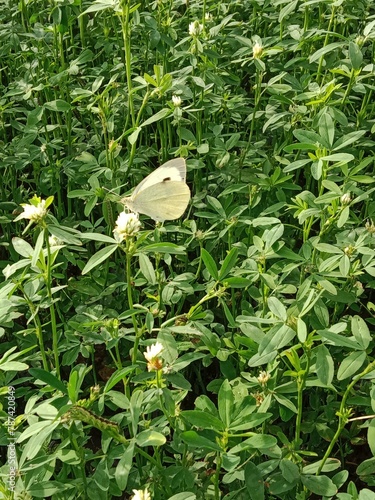 Butterfly collect nectar or pollens from the trifolium alexandrinum flower. butterfly collect nectar or pollens from Egyptian clover, berseem clover flower  photo