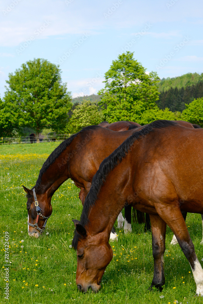 Fototapeta premium Pferde auf der Weide