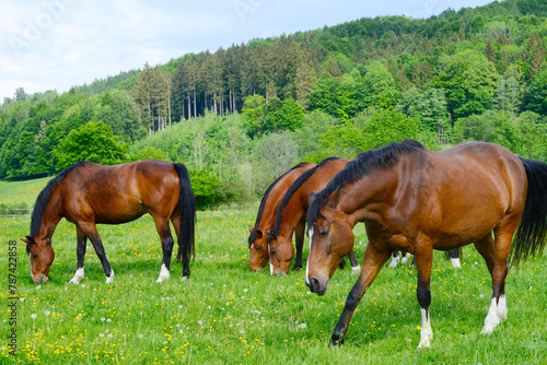 Pferde auf der Weide photo