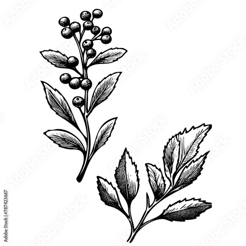 A black and white drawing of a leafy plant with berries © Екатерина Переславце