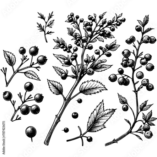 A variety of black and white drawings of different types of berries and leaves. The drawings are arranged in a circular pattern, with some overlapping and others standing alone © Екатерина Переславце