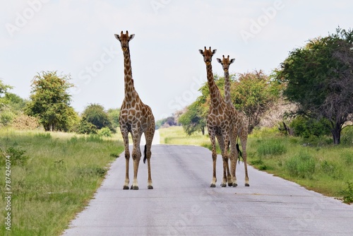 Giraffen überqueren Strasse