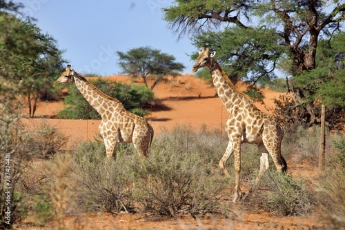 Giraffen in Buschlandschaft