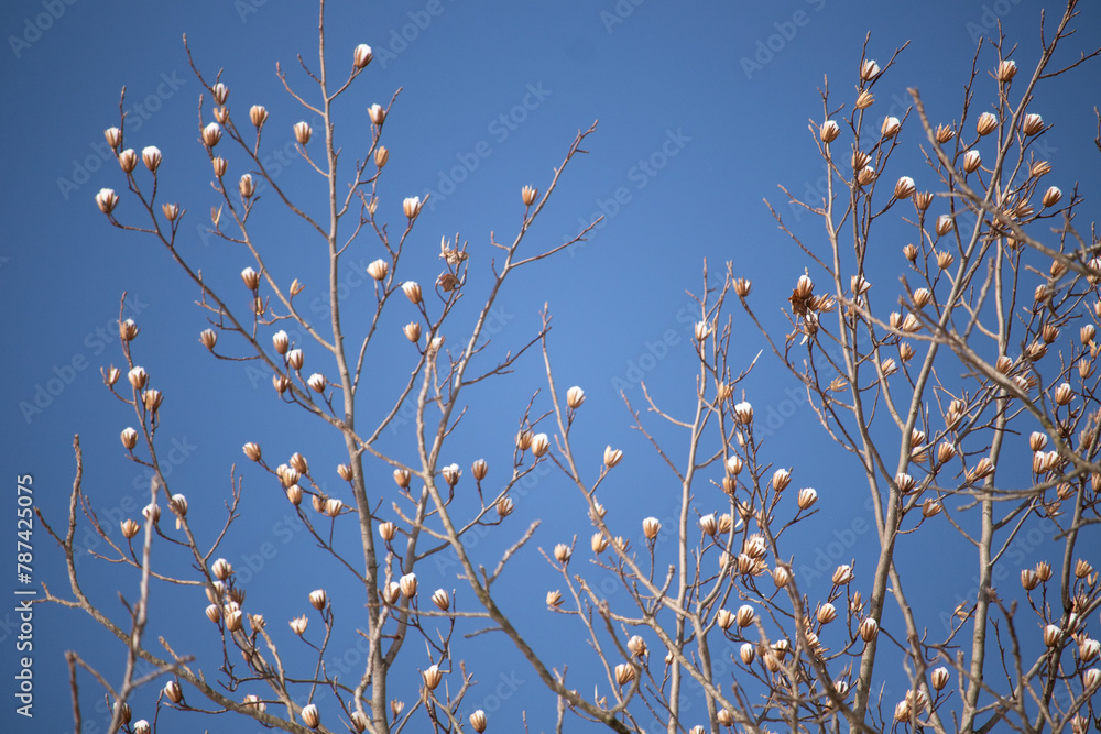 This is a look of branches stretching into the sky. The beautiful limbs ...