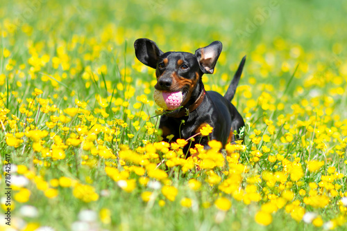 A spring image of a cheerful dog playing