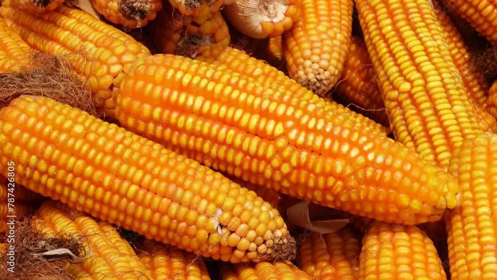 Extreme close-up views of shucked corncobs stacked up. Extreme close-up views of shucked corncobs stacked up.