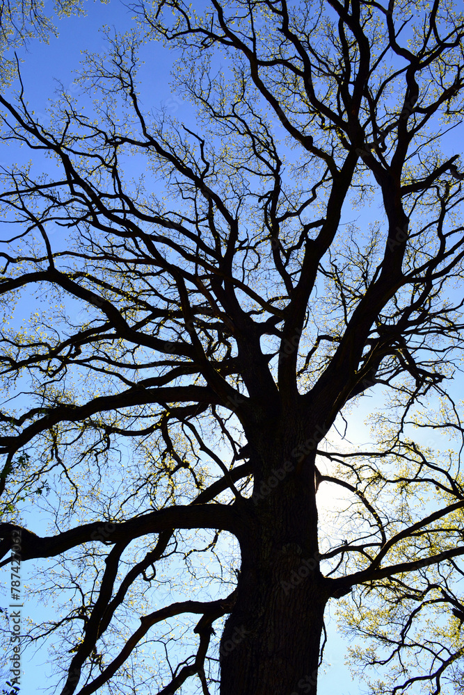 Sessile oak silhouette. Irish oak against suny sky Sessile oak silhouette. Irish oak against suny sky