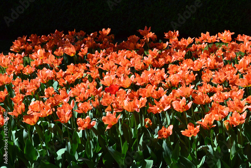 Row of red tulips