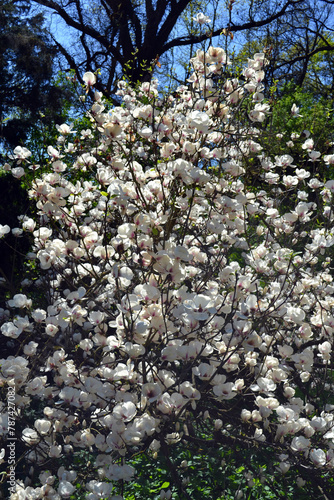 White magnolia  tree