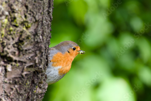 European robin is looking out from behind a tree trunk with a caterpillar in its beak © in_colors