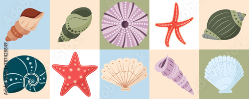 Set of colorful shells. Beautiful Rapana seashells, Starfish, round shell of urchin. Marine life, ocean mollusks