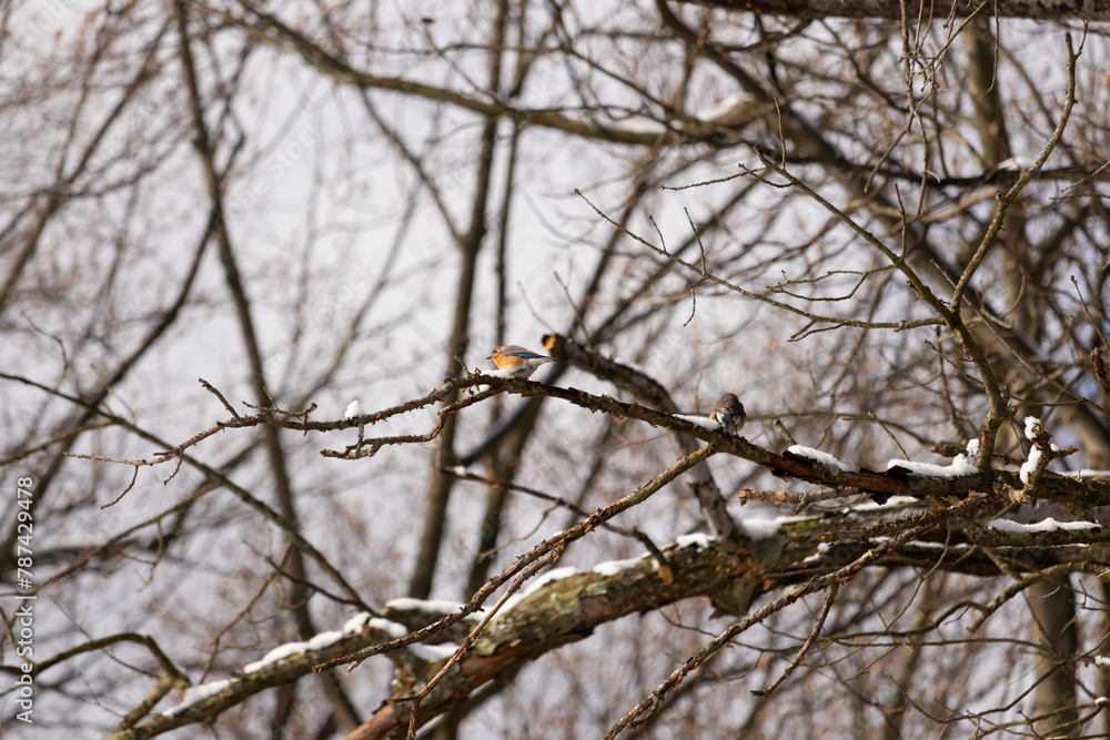 This cute little bird is sitting on this brown branch in the woods. The pretty colors of this bird stand out with his orange and white belly. Snow sits on the bare limbs showing winter. This cute little bird is sitting on this brown branch in the woods. The pretty colors of this bird stand out with his orange and white belly. Snow sits on the bare limbs showing winter.