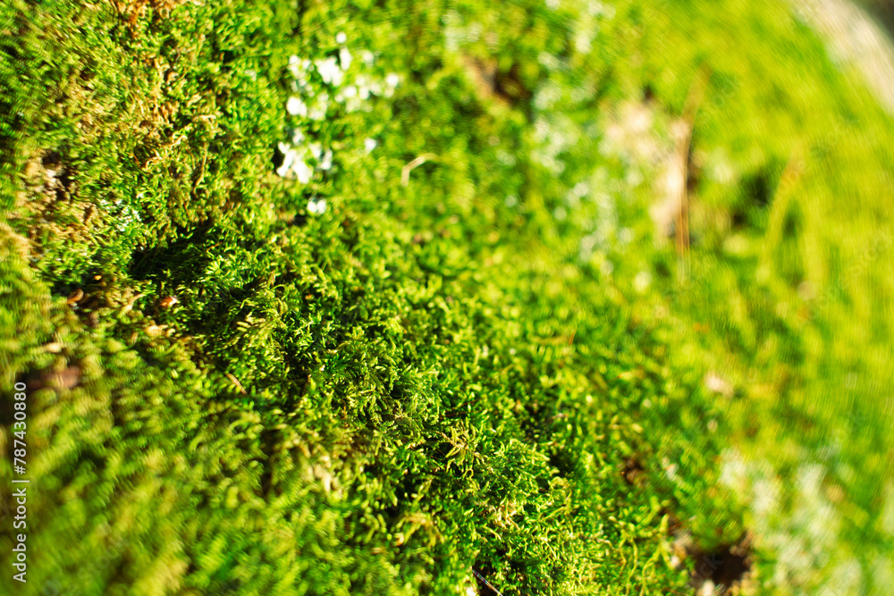 Obraz premium vibrant green moss