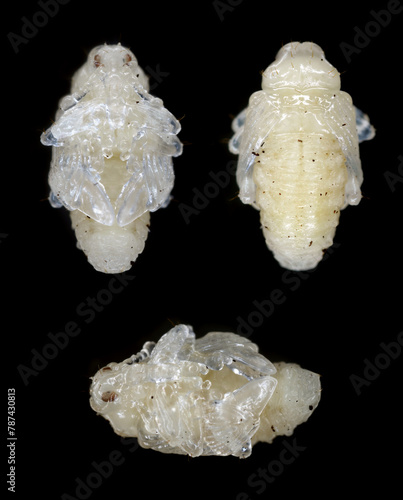 Developmental stage pupal, pupa of cabbage stem weevil called also cabbage seedstalk curculio, Ceutorhynchus pallidactylus (synonym quadridens). photo