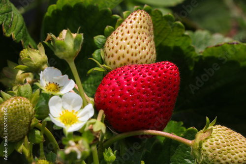 Ripe Strawberry On Flowering Strawberry Plant (Fragaria x ananassa)