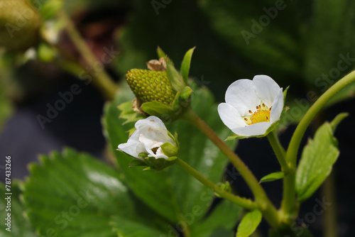 White Flower On Flowering Strawberry Plant (Fragaria x ananassa)