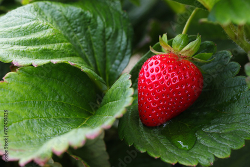 Fresh Strawberry Fruit On Lush Green Leaves (Fragaria x ananassa)