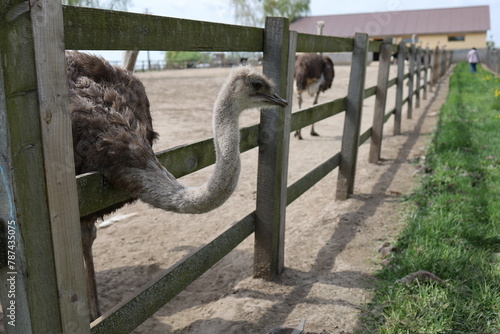 Fotografie A young ostrich is poking its head out of the paddock on an ostrich farm in Yasnohorodka, Ukraine