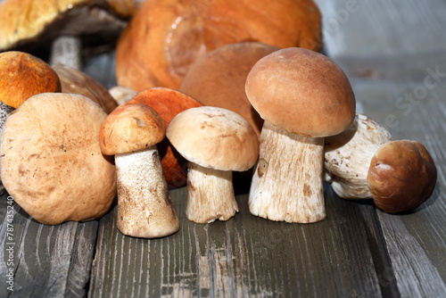 Mushrooms On Wood