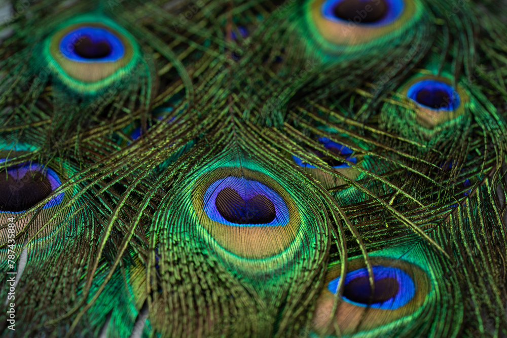 Fototapeta premium Peacock feathers on vintage stone background