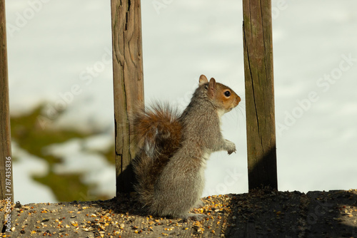 This cute little squirrel is standing up looking around for danger. His bushy tail stuck to his body. His little hands posed downward. The rodent ears sticking straight up. Snow is in the background.