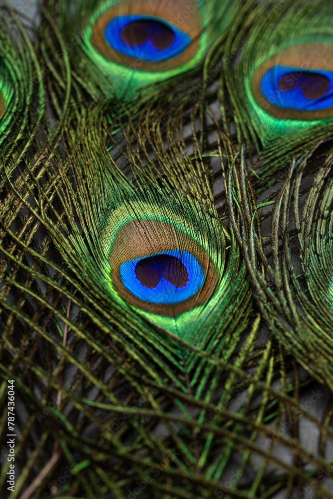 Fototapeta premium Peacock feathers on vintage stone background