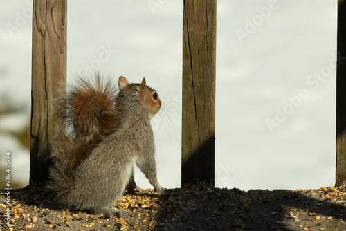 Cute little gray squirrel is looking on. I love his big busy tail that is pressed to his bad. His little rodent ears standing straight up. His big black eyes open so wide. Snow is in the background.