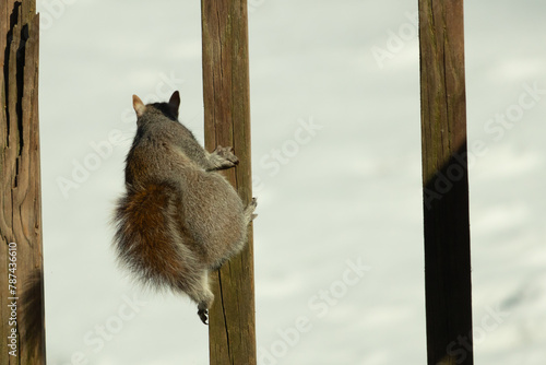 This cute little gray squirrel was clinging onto the wooden plank of the deck. His bushy tale curled to his body with his little rodent ears sticking up. Snow can be seen in the background.