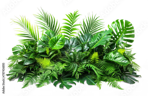 A lush green plant with many leaves and a variety of sizes  isolated from the white or transparent background