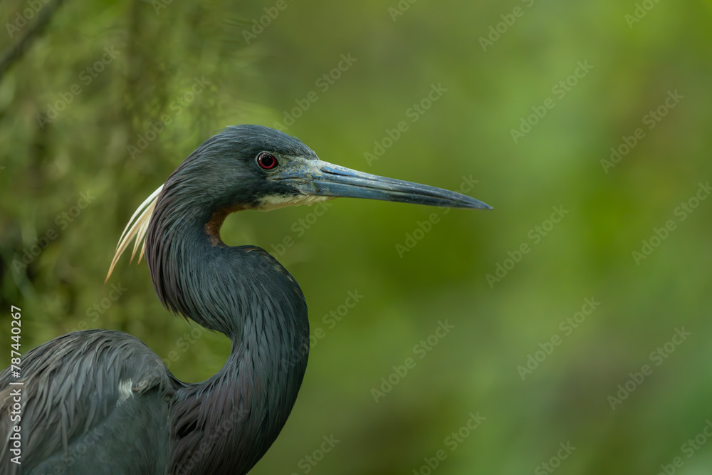 Close-up of Tricolored Heron with mating plumage Close-up of Tricolored Heron with mating plumage