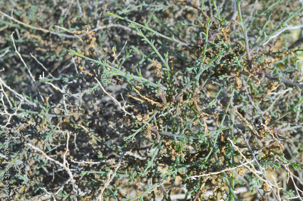 texture green salsola plant on the ground, natural wild glasswort leaf texture green salsola plant on the ground, natural wild glasswort leaf