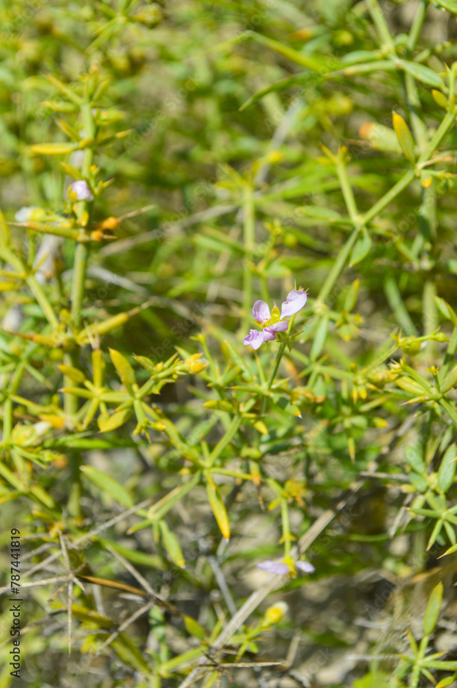 Close up of centaurium tenuiflorum plant in garden Close up of centaurium tenuiflorum plant in garden