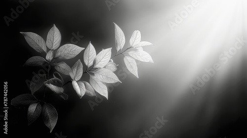 Black and white photograph of leaves with sunlight rays filtering through, creating a peaceful, ethereal contrast.