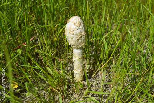 fungi new seasonal podaxis pistillaris mushroom in the forest, natural wild grass photo