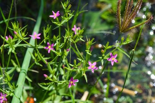 Close up of flowers in the forest, nature centaurium tenuiflorum flora small pink plant