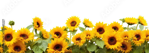 PNG Daytime sunflower hills border plant white background inflorescence