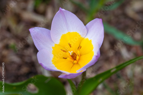 wilde Tulpe