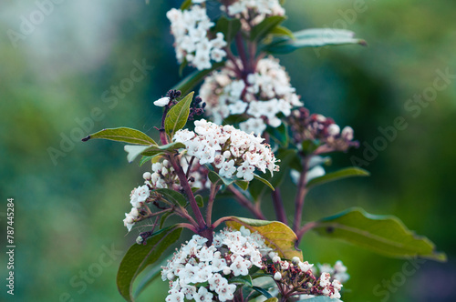 weiße Blüten