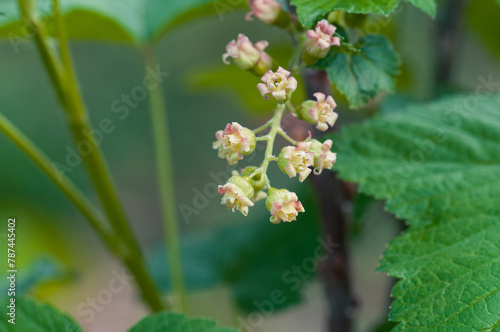 Johannisblüte