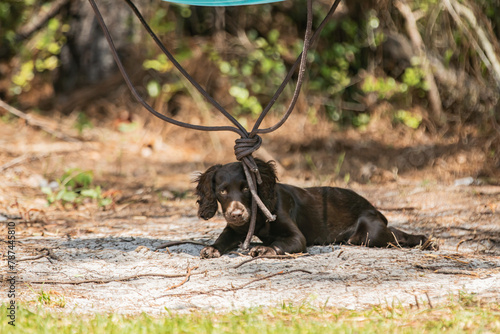 A boykin spaniel puppy playing in the back yard. photo