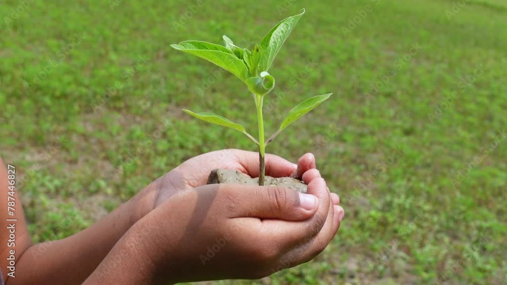 A green plant in the palm of a child's hand against a green background. A green plant in the palm of a child's hand against a green background.