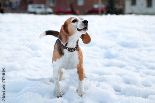 Beagle dog barks on a walk, on a dog walking area, in winter against the backdrop of snow.