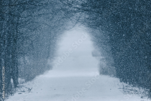 snow-covered road in a row of trees