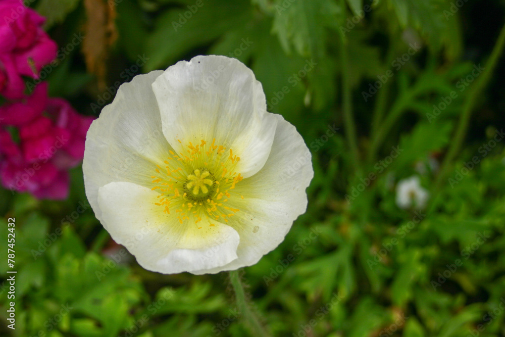 White Poppy Bloom with a green plant background White Poppy Bloom with a green plant background