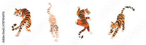 Tiger Predator Jungle Animal with Striped Coat Vector Set