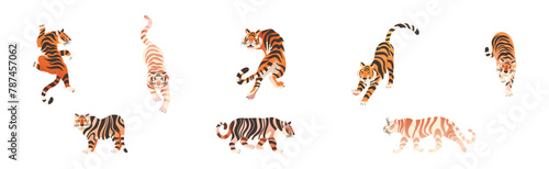 Tiger Predator Jungle Animal with Striped Coat Vector Set