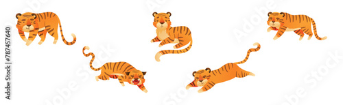 Funny Tiger Predator Jungle Animal with Striped Coat Vector Set